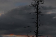 21LS2-Still-Standing-FS-M