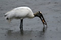 21N2-Wood-Stork-FS-M