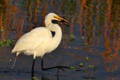 21NZ1-Great-Egret-FS-M