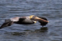 21NZ2-Brown-Pelican-FS-M