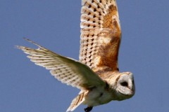 22N2-Barn-Owl-FS-M