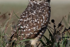 23CP2-Burrowing-Owl-FS-M