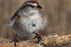 23N1-American-Tree-Sparrow-FS-M