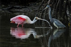 23N1-Roseate-Spoonbill-and-Heron-FS-M