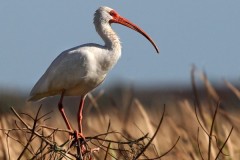 23N3-White-Ibis-FS-M