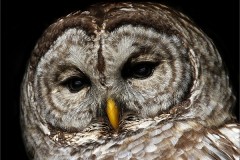 28N3-Barred-Owl-FS-M