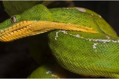 n1-corallus_caninus_emerald_tree_boa-198-d