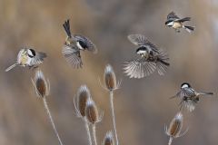 A Meeting of the Bird Brains