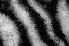 Zebra Stripes in the Snow