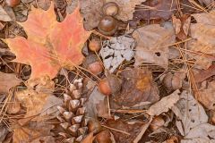 Fallen - Leaves, Acorns and Pinecones