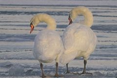 Two Swans a Standin'