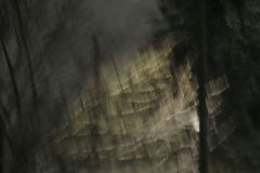 Ice Storm