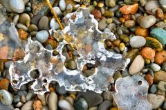 Nature's Ice Sculpture