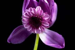 Mums Tulip