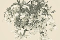 Hydrangea in High Key