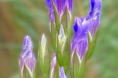 Lavender Lovely