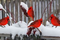 Cardinals in the Snow
