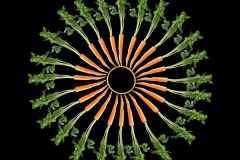 Twenty-Four Carrots