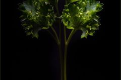 Parsley Tree