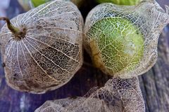 Tomatillo Past, Present, Future