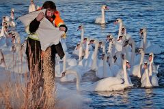 Feeding Time at Swan Lake