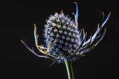 Blue Thistle