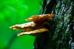 Oyster Mushrooms