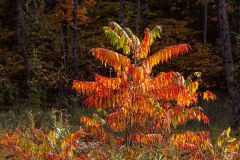 Autumn Sumac 2