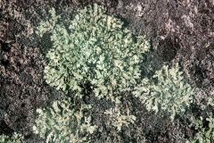 Lichen on Bedrock