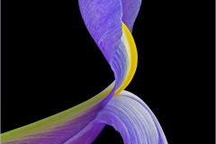 Iris Versicolor