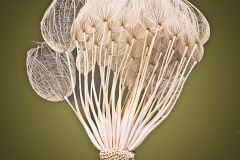 Tragopogon Pratensis Seedhead