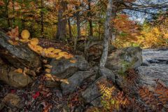 Fall