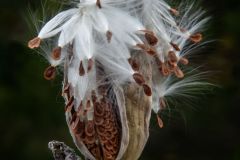 Milkweed