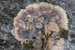 Map Lichen