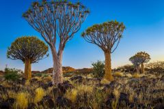 Quiver Tree Forest