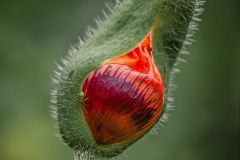 Poppy