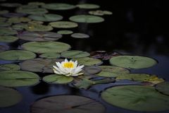 Lily Pad Flower