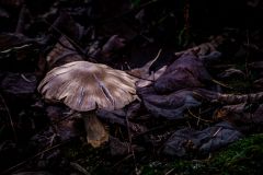 Deer Mushroom Pluteus Atricapillus