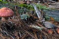 Boletus Mushroom & Acorns