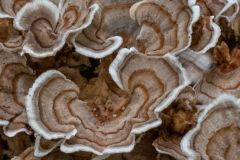 Hen of the Wood Mushroom
