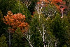 Birch Tree in Grand Valley