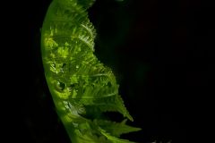 Forest Fern