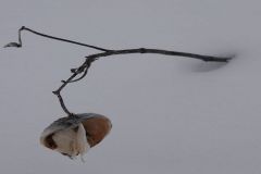 Milkweed in Winter