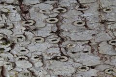 Tree Rings