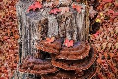 Fall Mushrooms