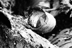 Birchbark Curl