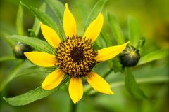 Wild Sunflower