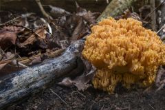 Coral Fungus Ramaria Auria