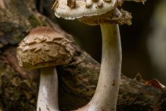 Forest Fungi