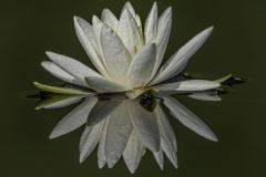 Water Lily Reflection